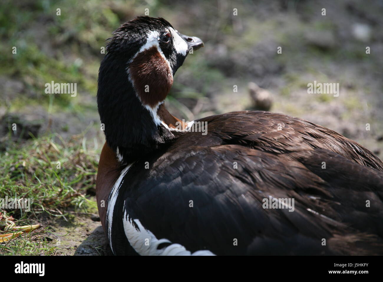 animal bird brown brownish brunette black swarthy jetblack deep black birds Stock Photo
