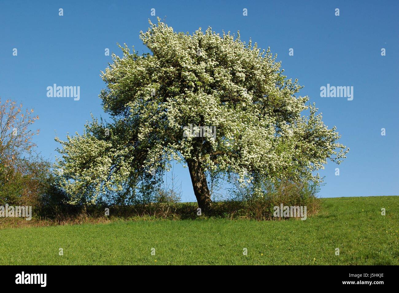 blue shine shines bright lucent light serene luminous tree bloom ...