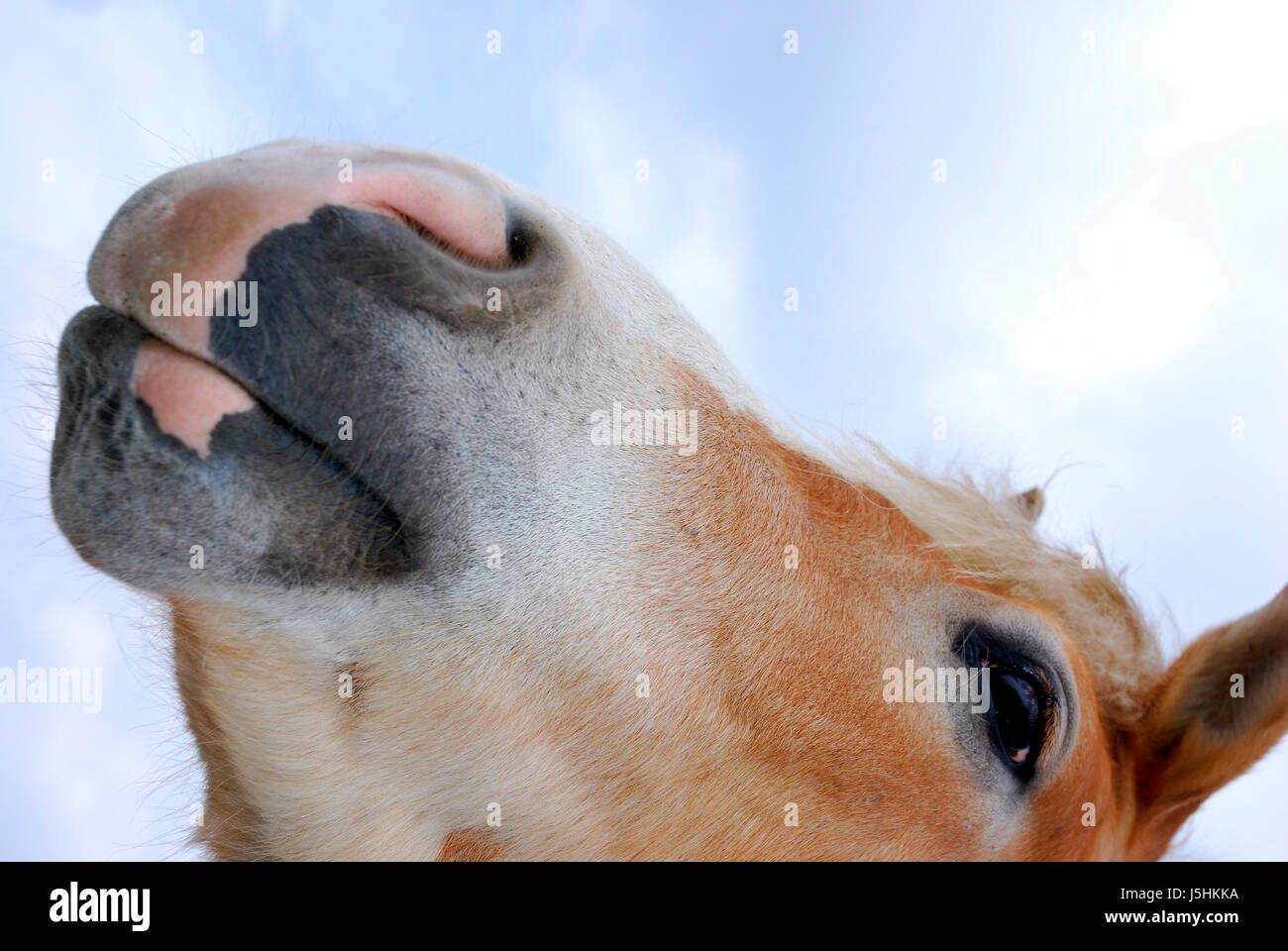 Pferdeprofil Hi res Stock Photography And Images Alamy pferdeprofil-hi-res-stock-photography-and-images-alamy