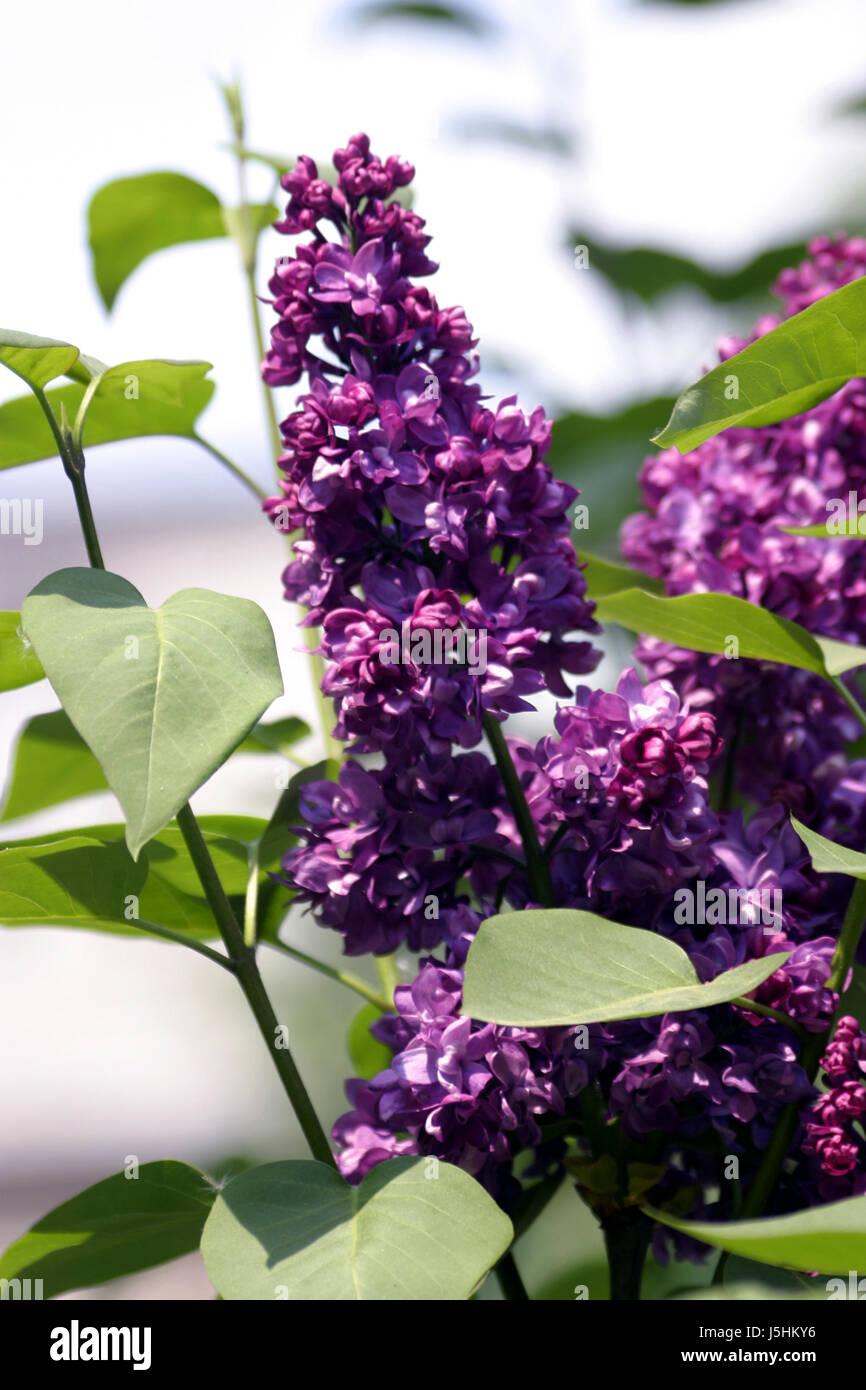 leaf flower plant bloom blossom flourish flourishing leaves botany purple buds Stock Photo