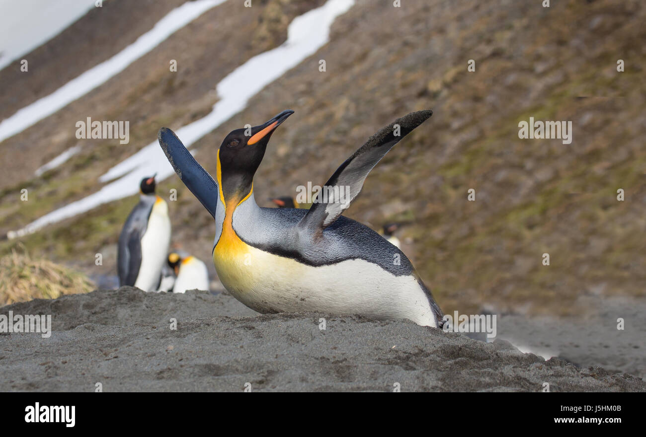 Glee expressed by a king penguin Stock Photo