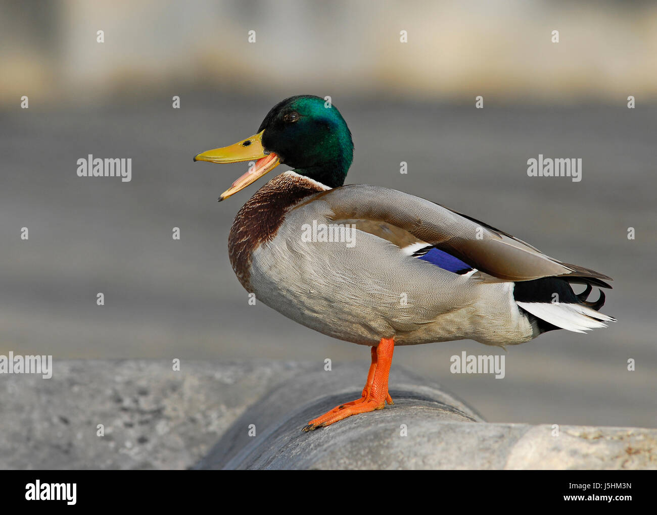 tele ducks drake funny comical mallard originally squawk quack