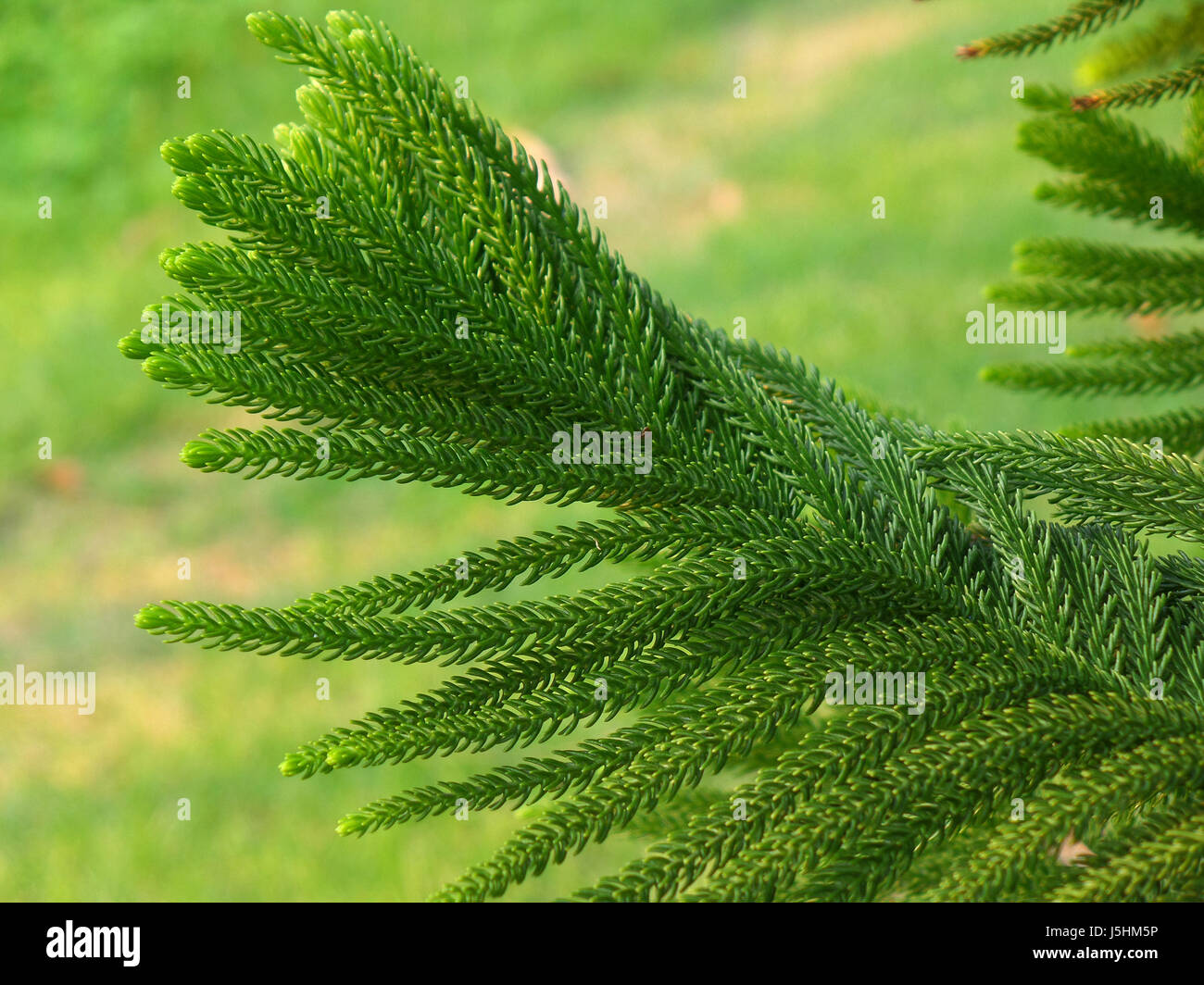 Pine tree leaves hi-res stock photography and images - Alamy
