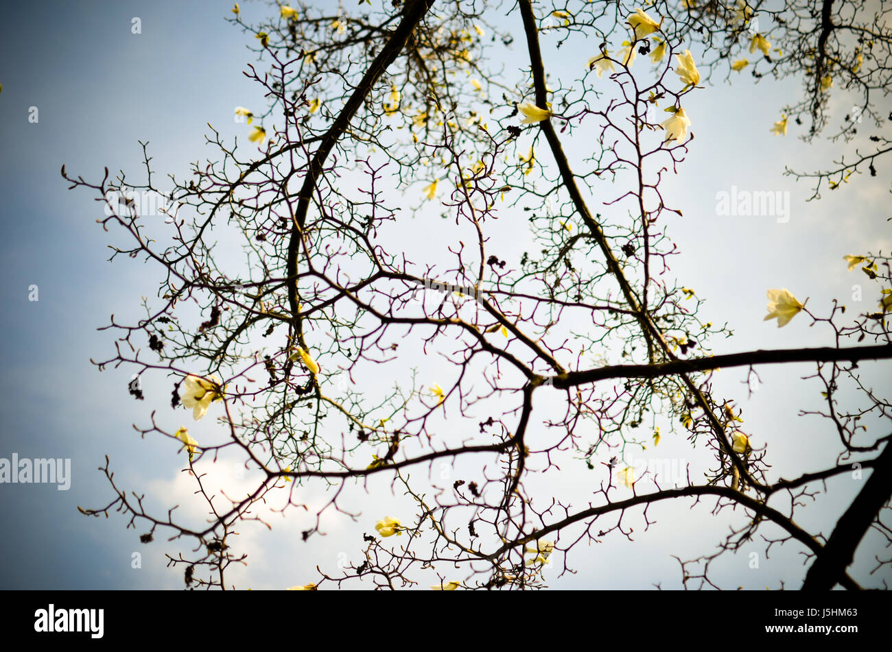 Beautiful spring bloom for magnolia tree against blue sky Stock Photo ...