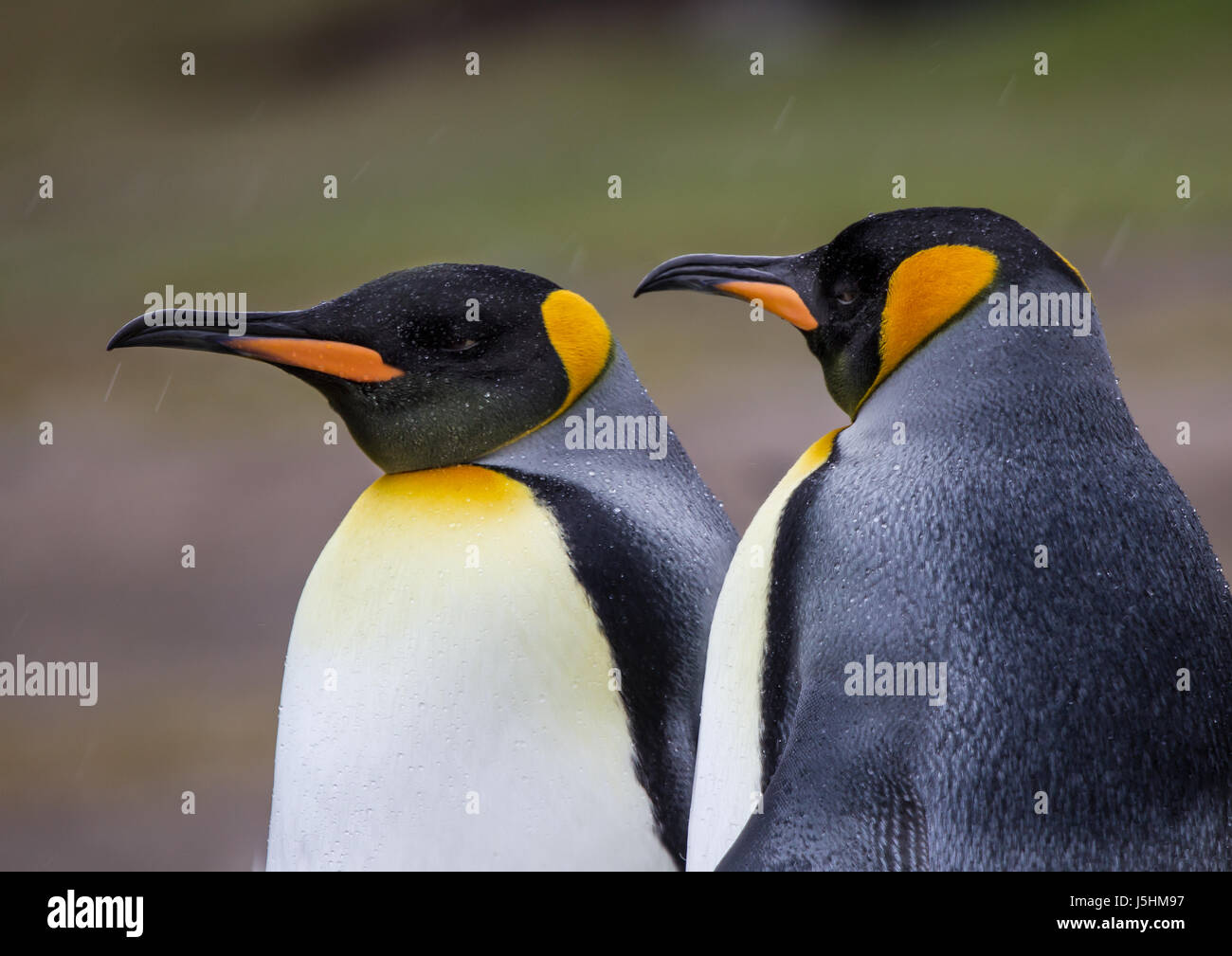 King Penguins in sleet and snow storm Stock Photo