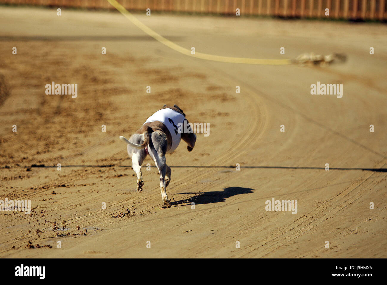 dog dogs hunt hare bait greyhound dirt track racecourse greyhounds dash