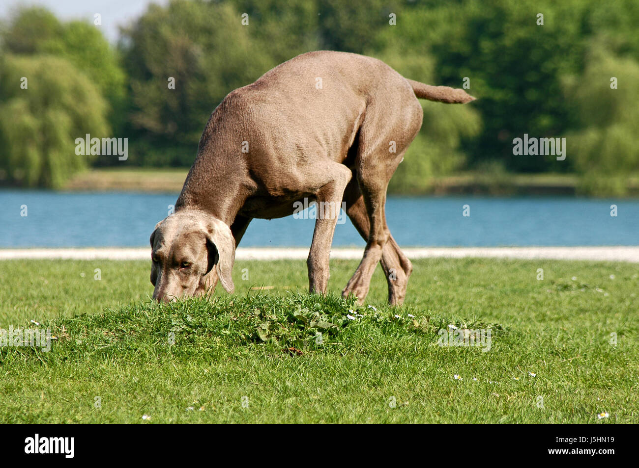 tree trees hunter standing fresh water lake inland water water pedigree dog  dog Stock Photo - Alamy