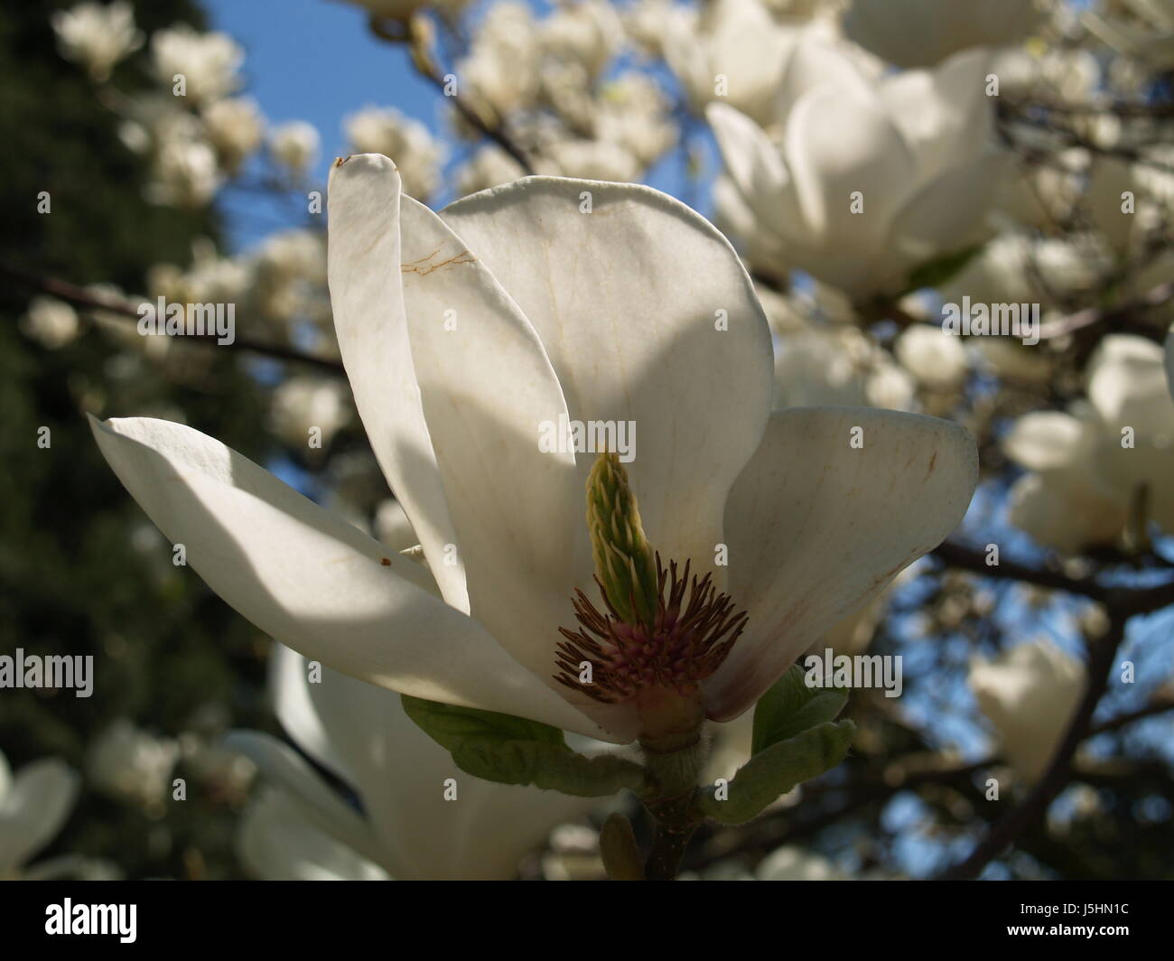 blue tree bloom blossom flourish flourishing stamp pollen flower plant tulip Stock Photo