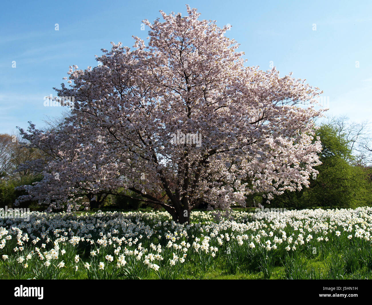 blue park flower flowers plant blank european caucasian blossoms spring cherry Stock Photo