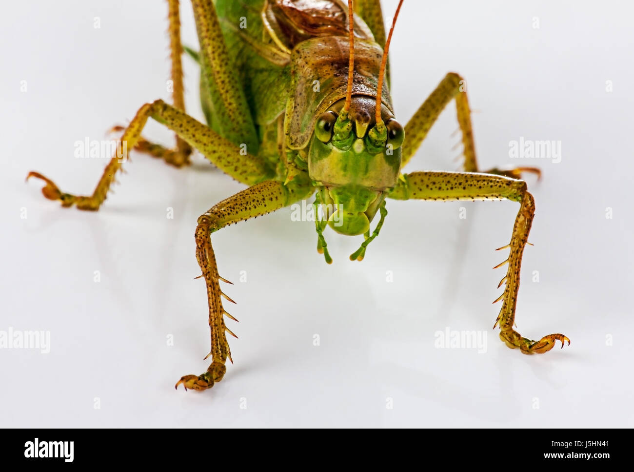 The green grasshopperon on white Stock Photo