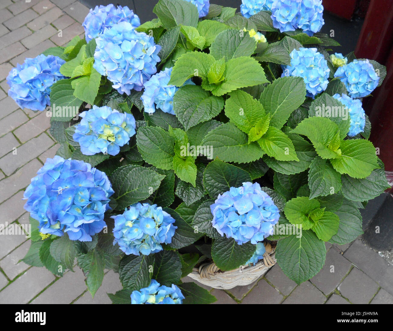 Blooming vibrant blue Hydrangea flowers on its tree Stock Photo - Alamy