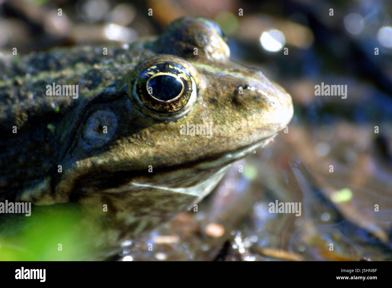 macro close-up macro admission close up view amphibian portrait eye organ frog Stock Photo