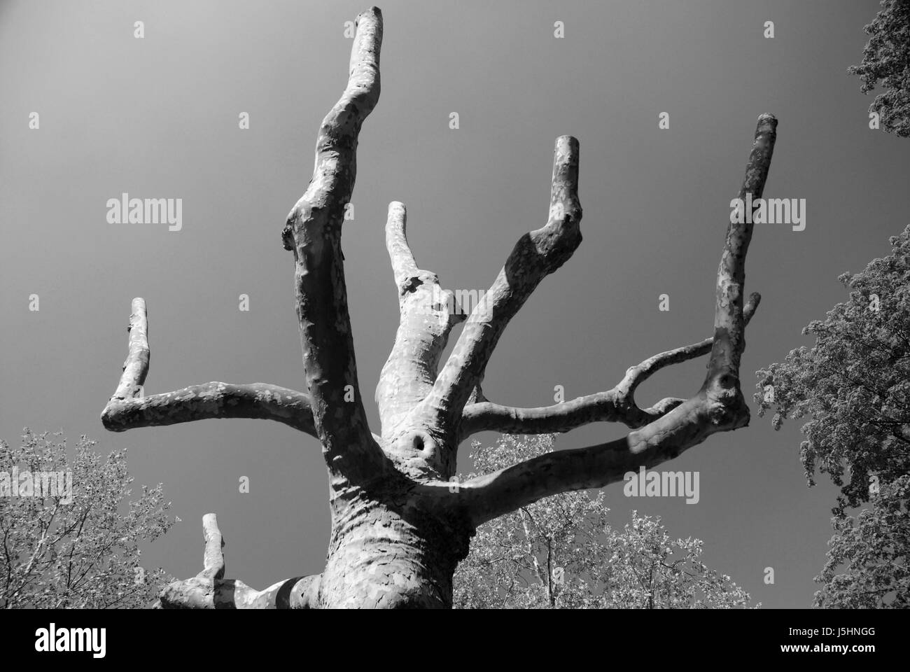 leaf tree park wood bw branches spring branch cut plant sycamore bark sycamores Stock Photo