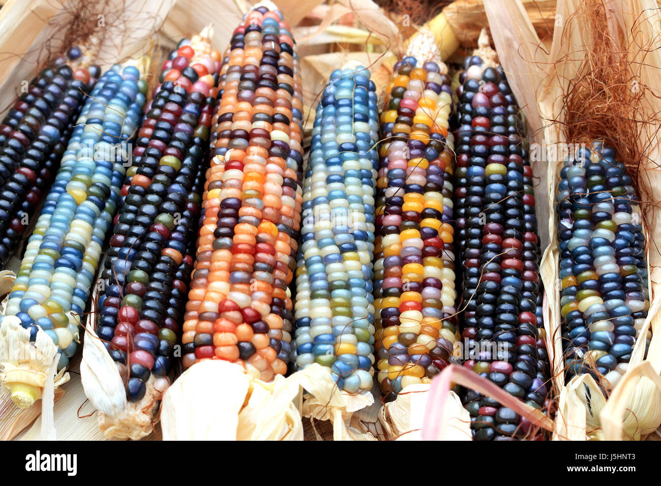 Glass Gem corn Stock Photo Alamy
