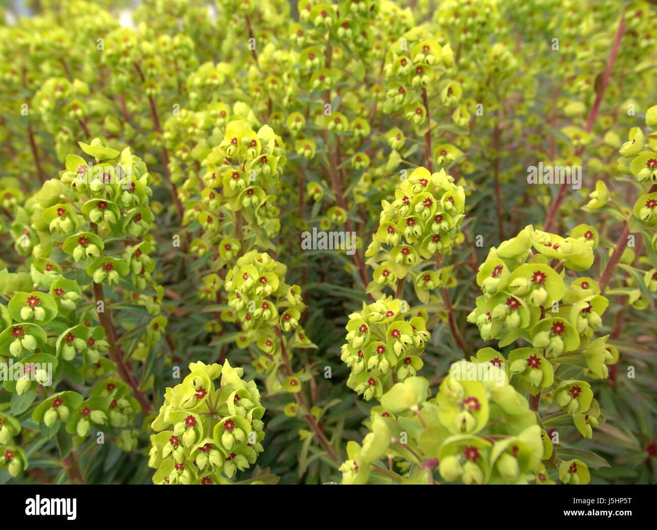 shine shines bright lucent light serene luminous macro close-up macro admission Stock Photo