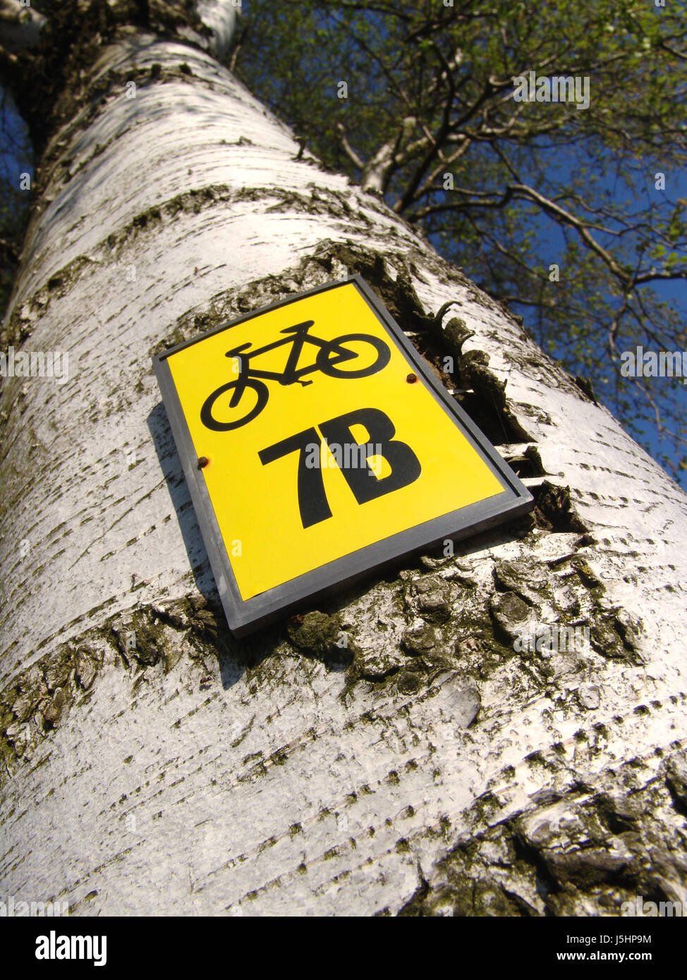 worms eye tree trunk tour marking birch cycle track blaze a trail birch