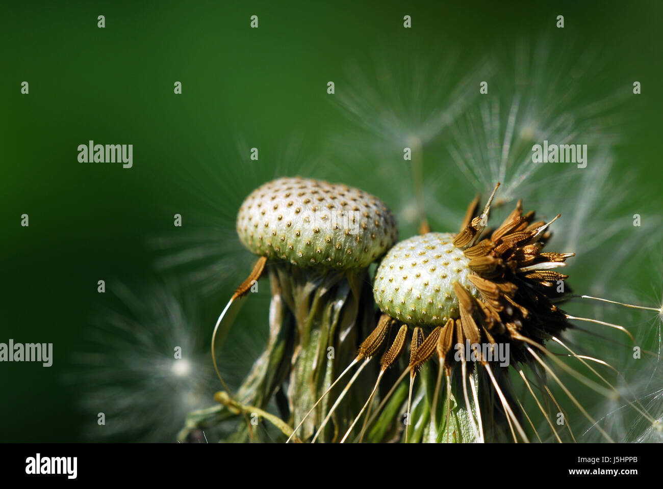 plant flower useful plant flowers blowball sperm dandelion medicinal plant Stock Photo