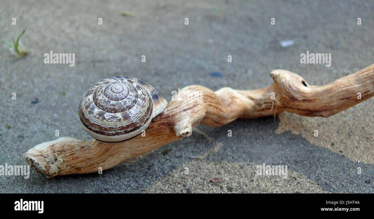 mollusc wood dryness drought snail dry dried up barren climate water shortage Stock Photo