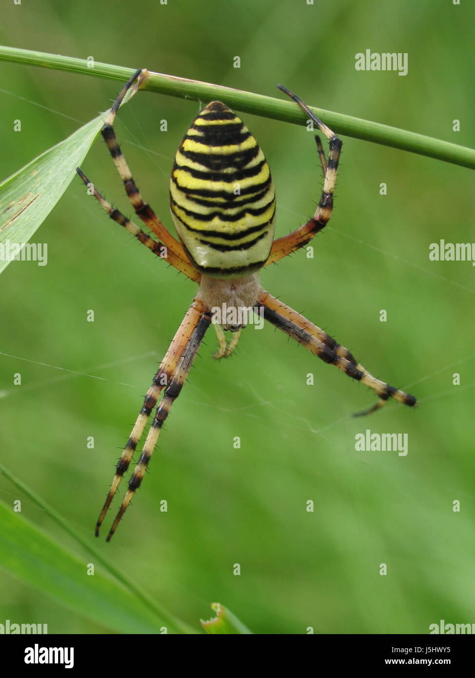 macro close-up macro admission close up view spider deterrence yellow Stock Photo