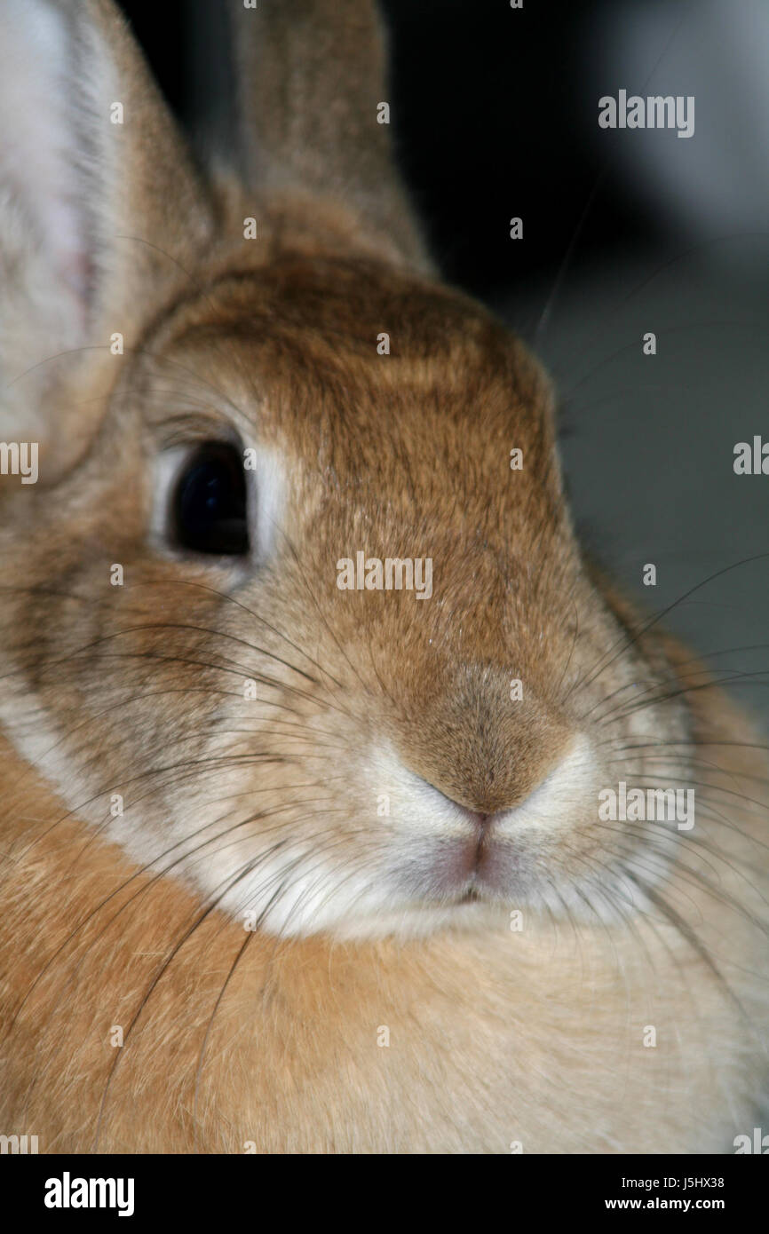 portrait rabbit hare easter-bunny rabbits bunny macro close-up macro ...