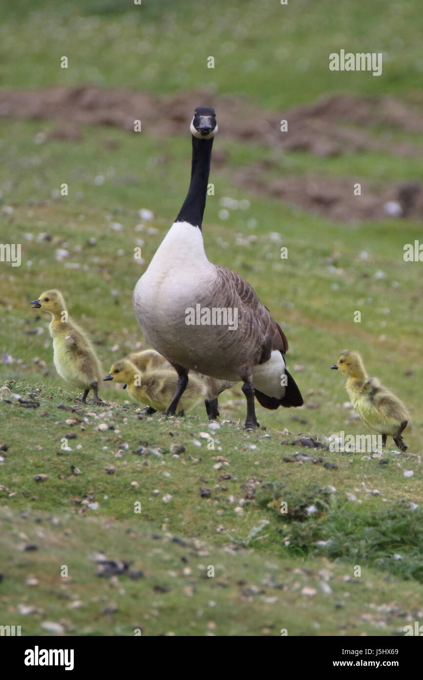 Canada goose with chicks in tow climbing a grass bank in the grounds of Harewood House; UK Stock Photo