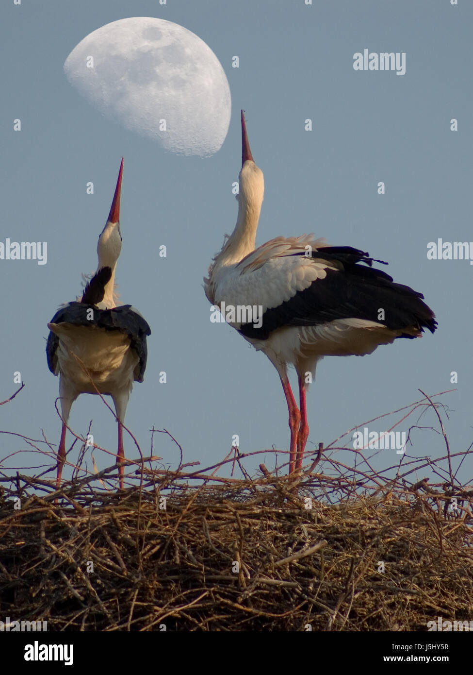 blue moon beak tele nest storks clatter beaks prevention conception cycle Stock Photo
