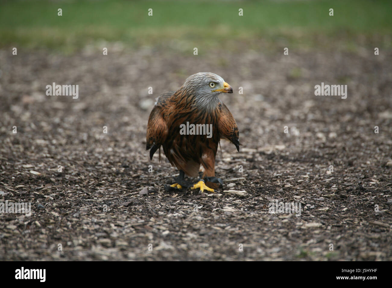 bird watchful birds europe raptor birds of prey feathering rare ...