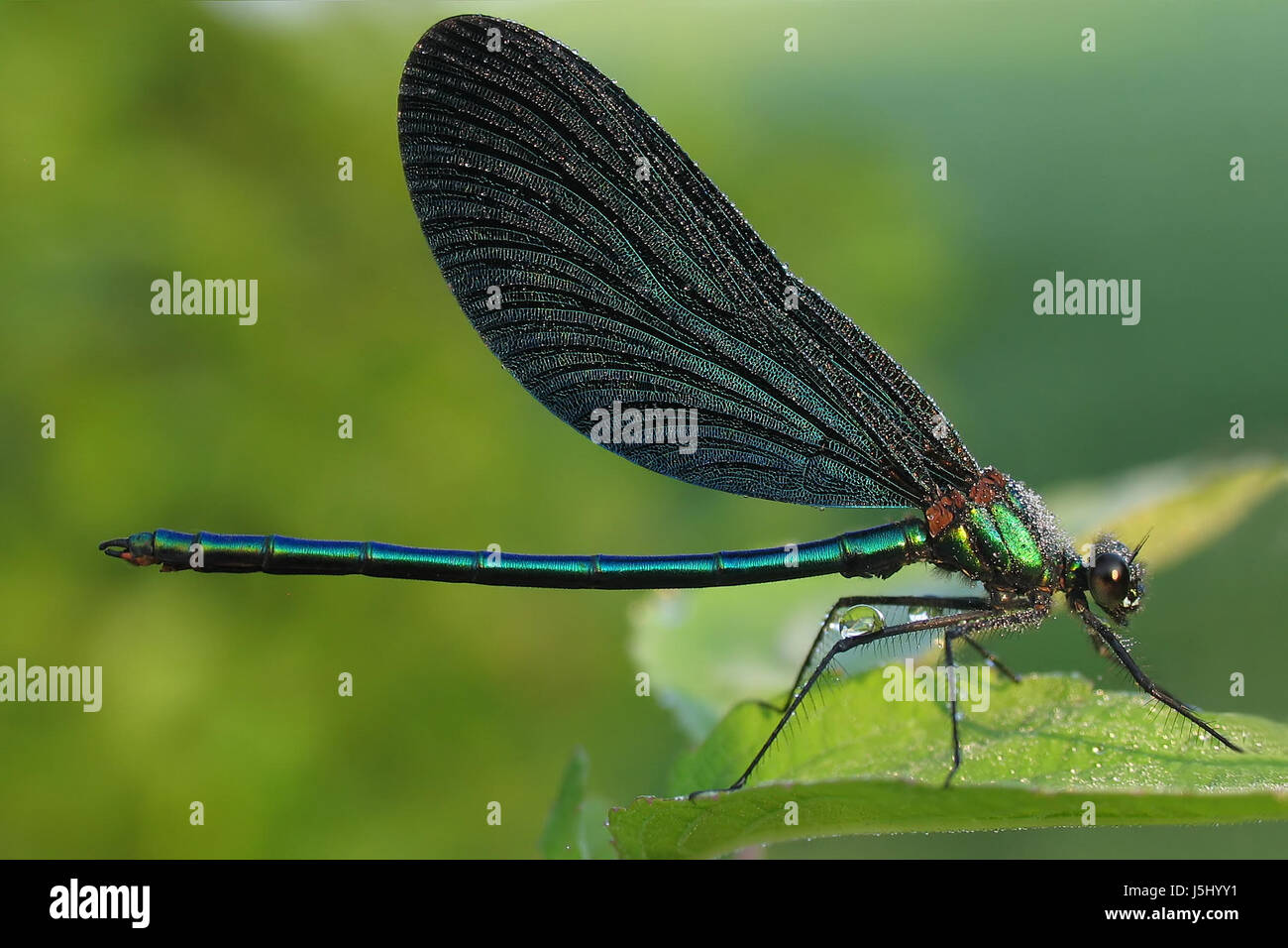 blue macro close-up macro admission close up view dew dewdrop dragonflies drop Stock Photo