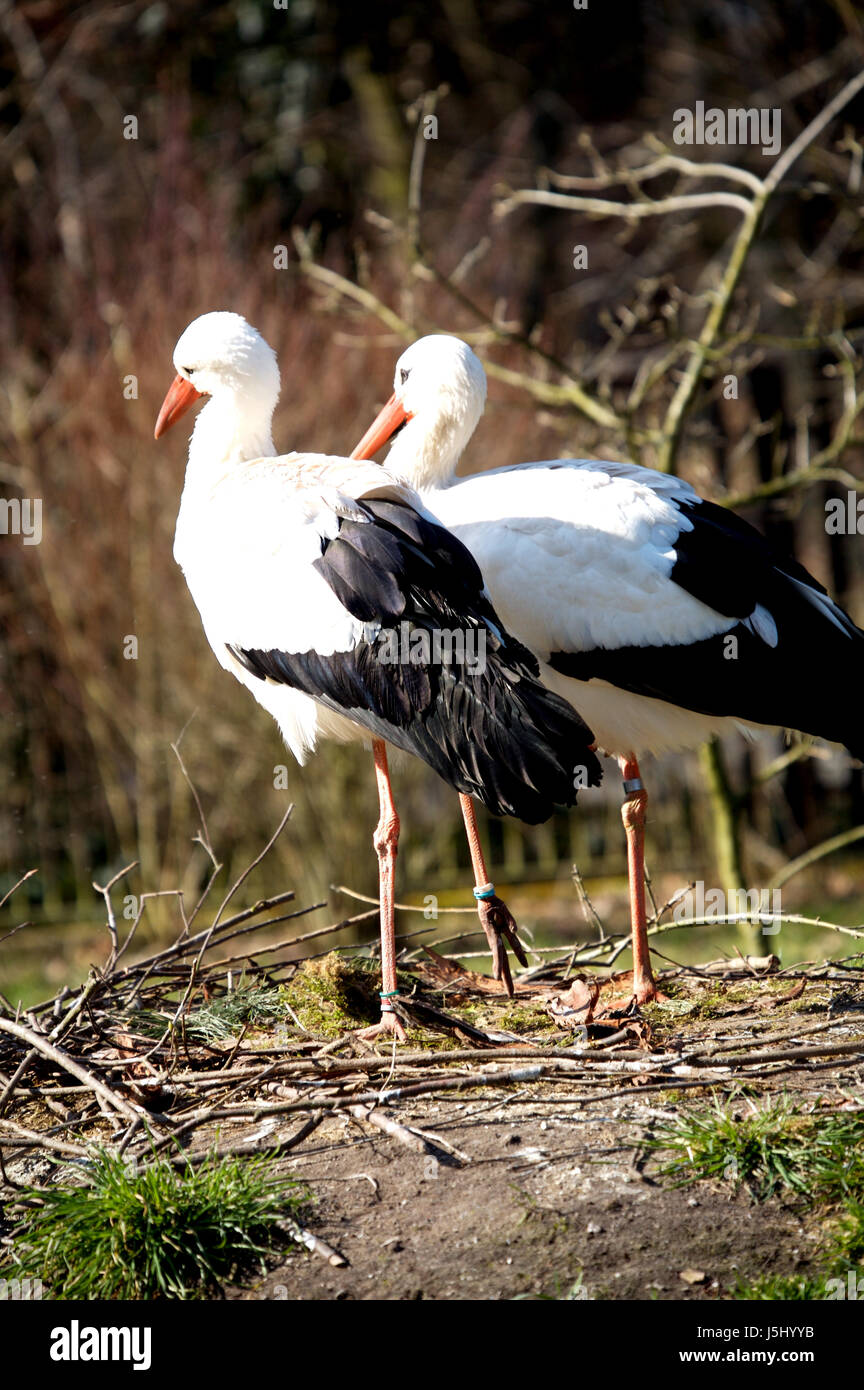 oh why do not you Stock Photo - Alamy