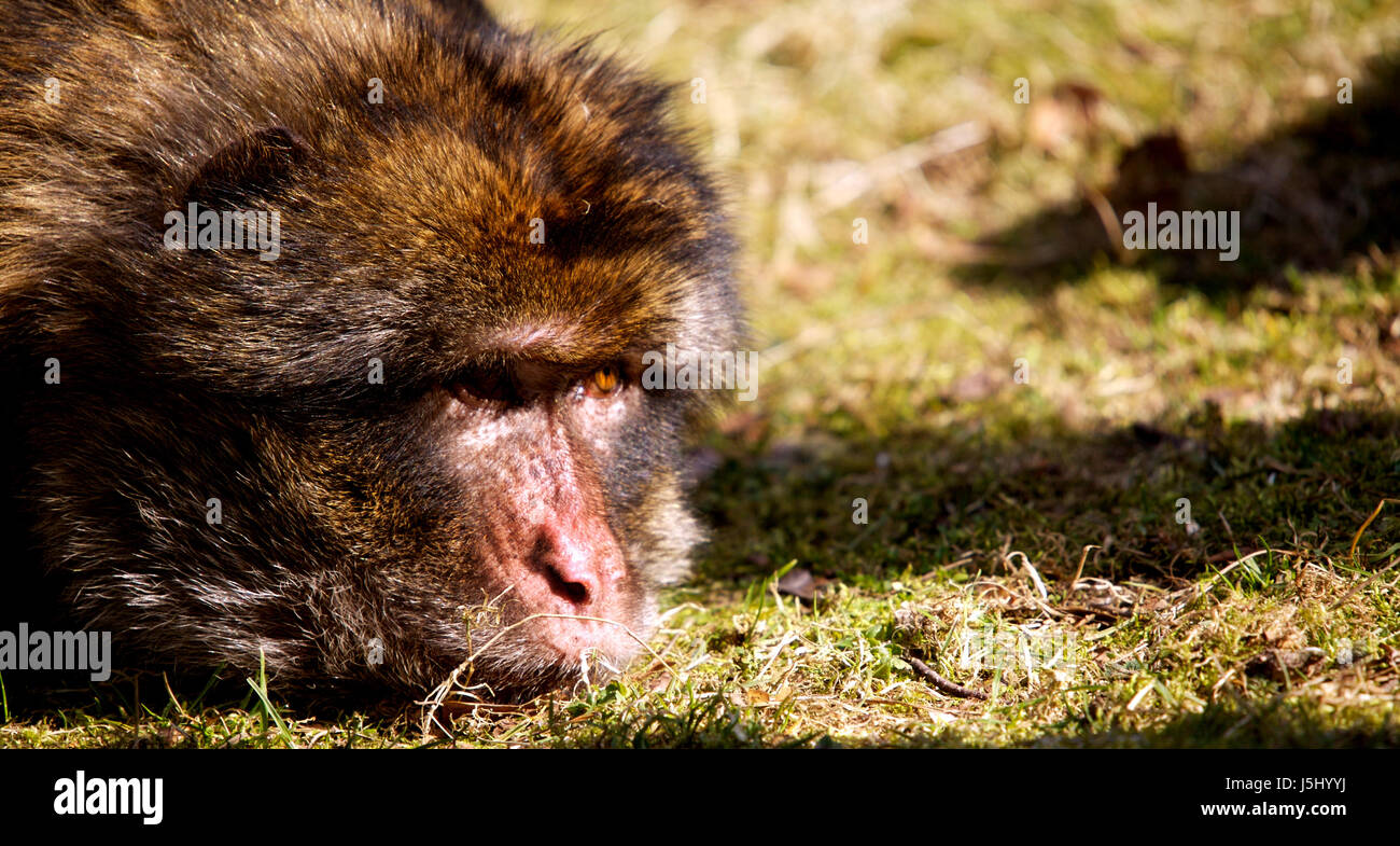 mouth monkey eye organ sunlight lie lying lies skin apes nose tired