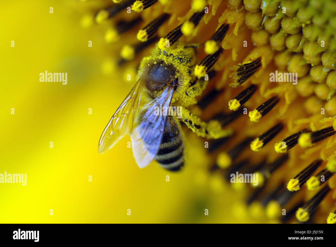 Pollenbad hires stock photography and images Alamy