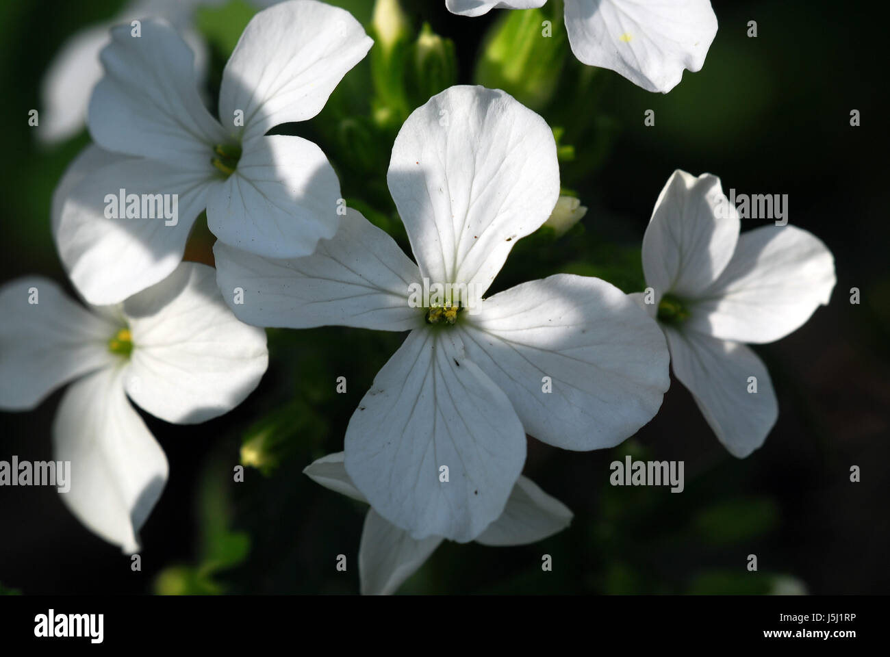 plant einjhriges-silberblatt lunaria annua l silberblatt silberbltter Stock Photo