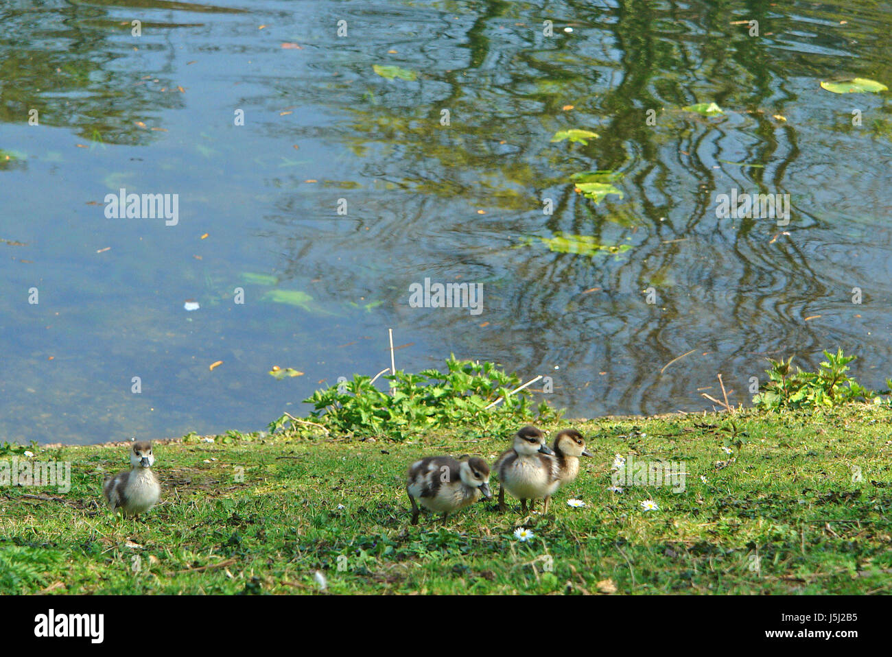 bird birds four duck chick fresh water lake inland water water young younger Stock Photo