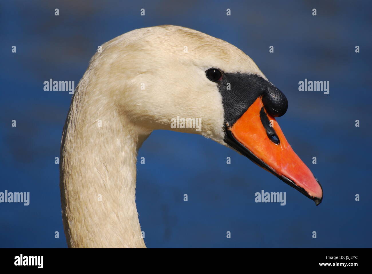 swan portrait Stock Photo