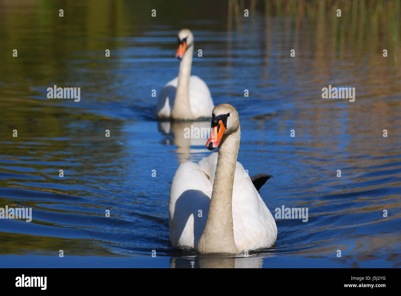 mute swan pair Stock Photo