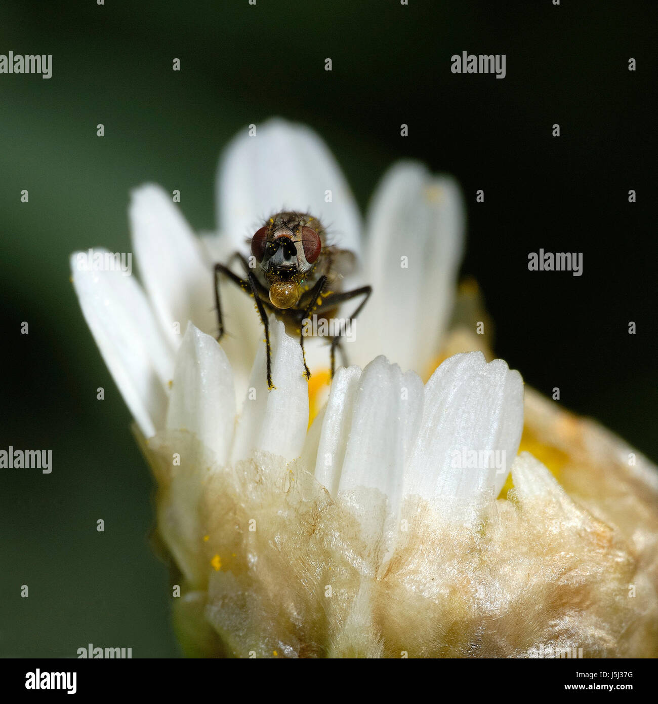 legs food aliment macro close-up macro admission close up view insect flower Stock Photo