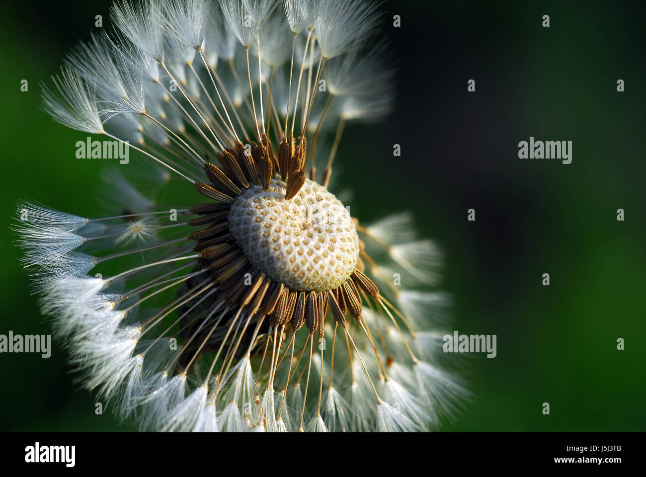 plant flower useful plant flowers blowball sperm dandelion medicinal plant Stock Photo