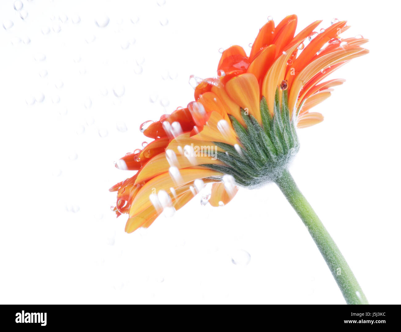 Flowers bloom in rain Cut Out Stock Images & Pictures - Alamy