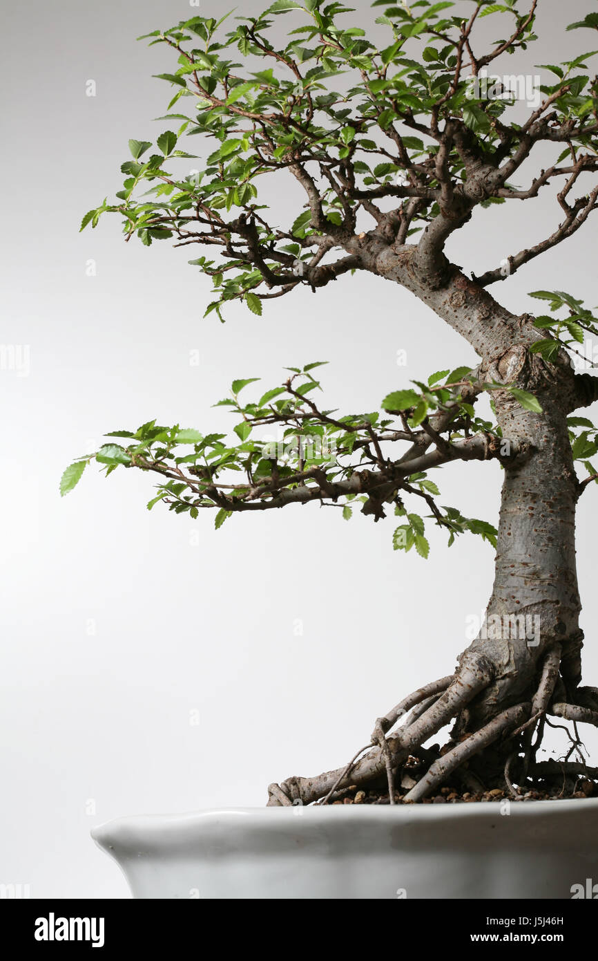 bonsai chinese elm Stock Photo