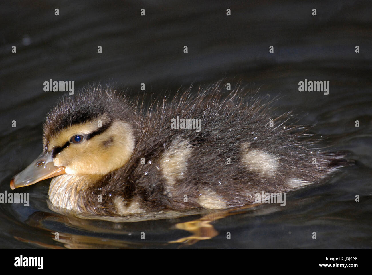 waters bird birds feathers beak feathering duck waterfowls waterfowl fresh Stock Photo