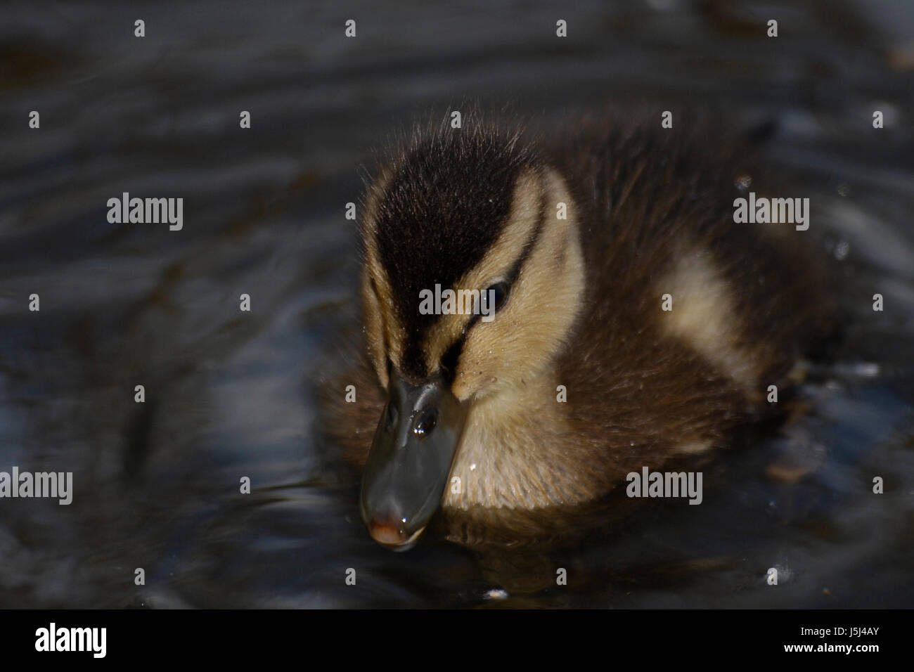 stock ducklings Stock Photo