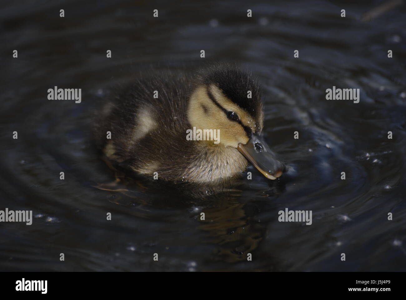 waters feathers feathering duck waterfowls aquatics waterfowl fresh water pond Stock Photo