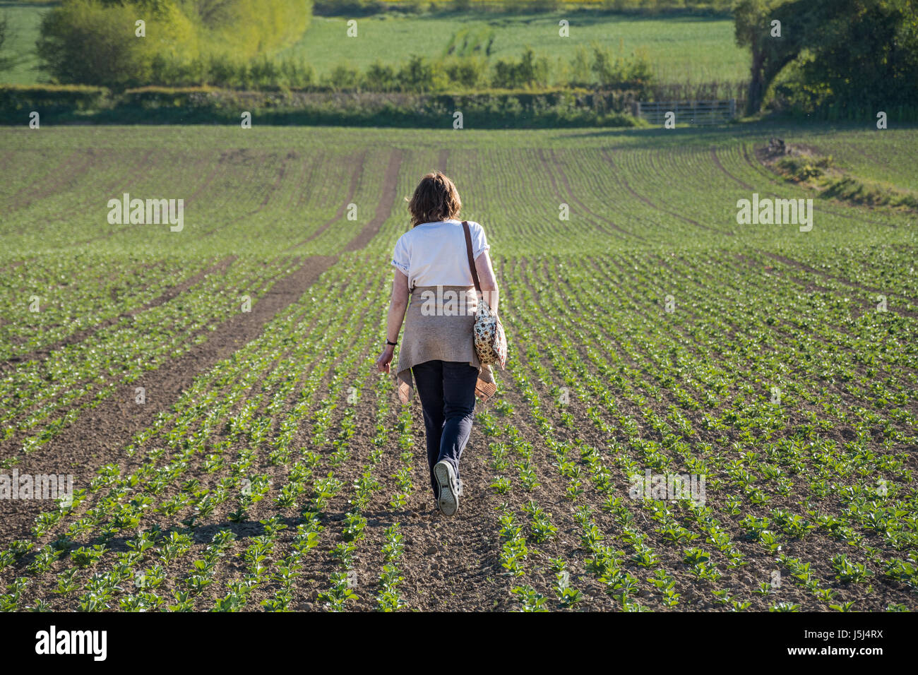 Woman walking through a field of broad bean seedlings on a sunny day, Shropshire, UK. It could represent the idea of new beginnings, a fresh start. Stock Photo