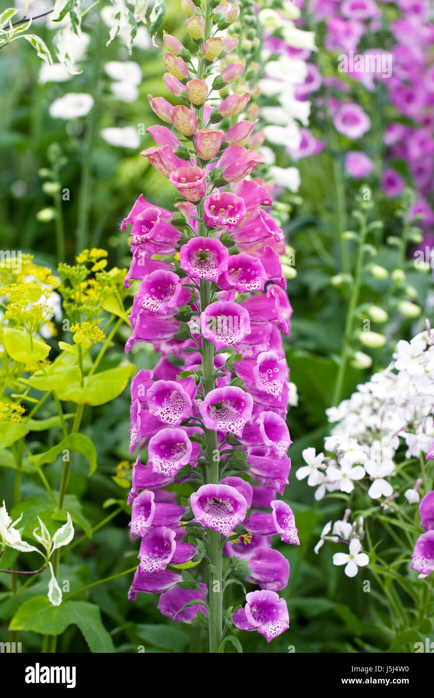 Digitalis Candy Mountain flowers in Spring Stock Photo Alamy