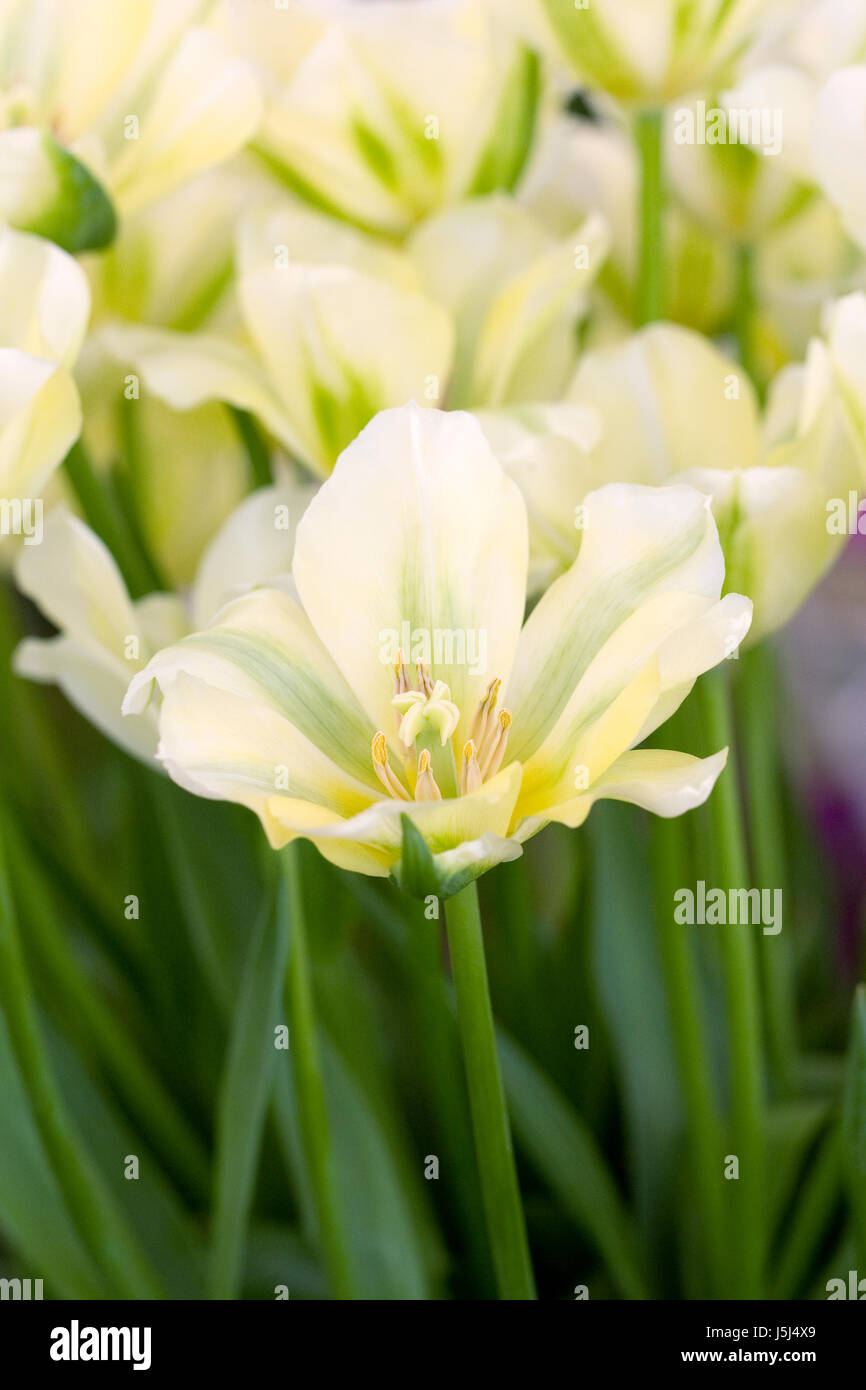 Tulipa viridiflora 'Spring Green' flowers in Spring. Stock Photo