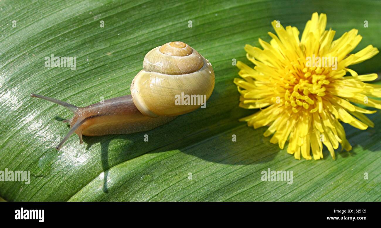 snail and flower Stock Photo Alamy