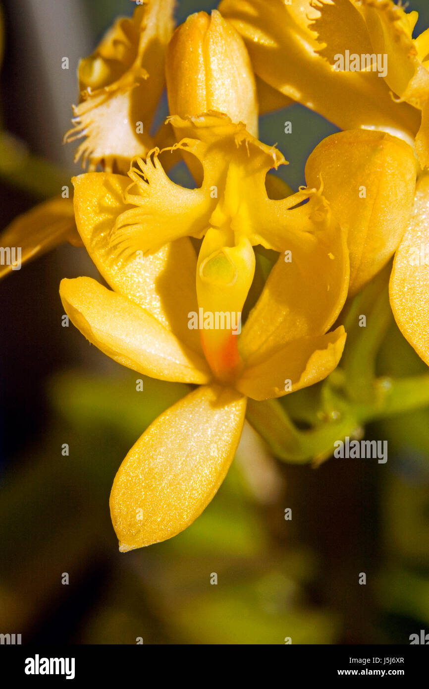 yellow orchid Stock Photo