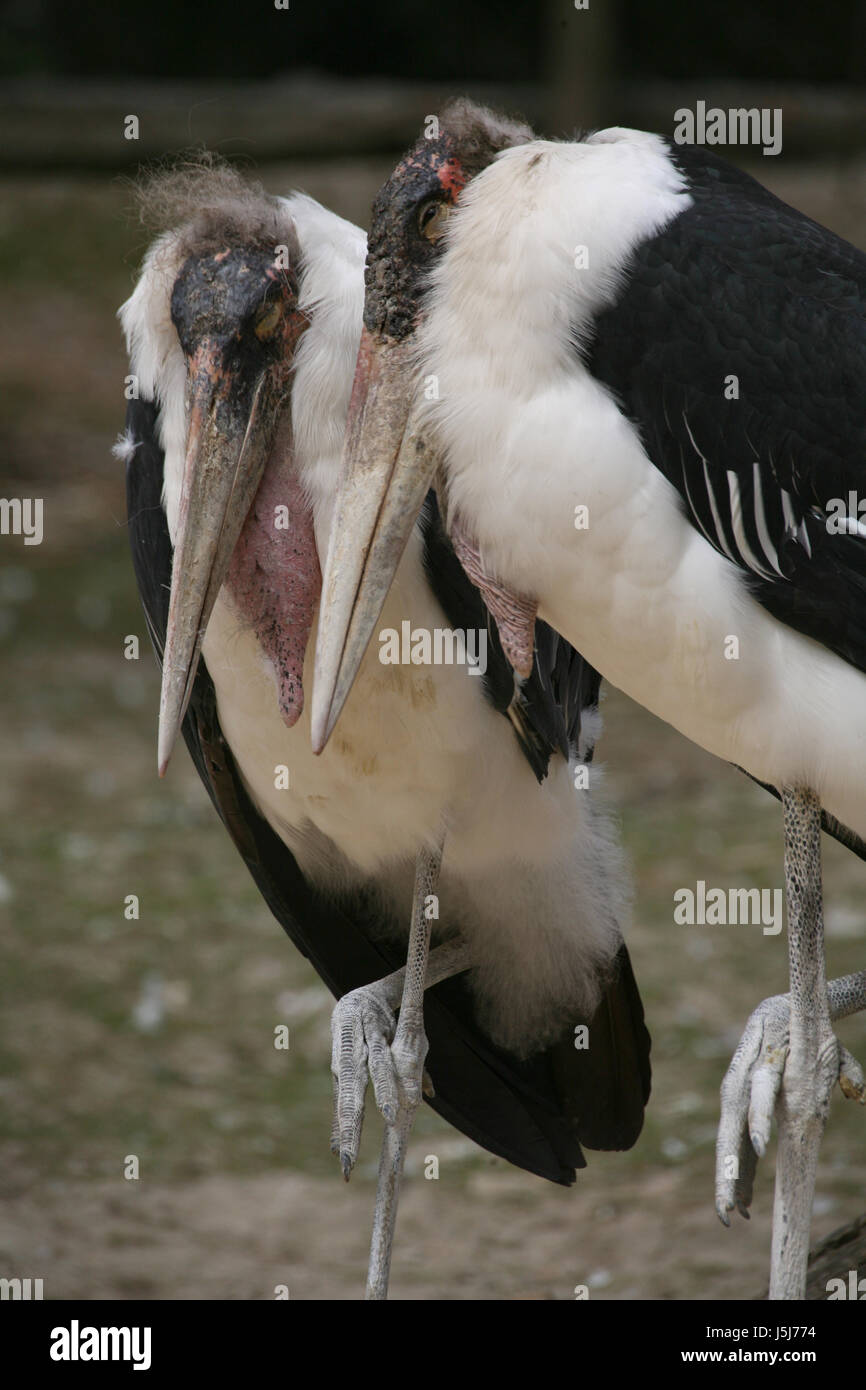 bird birds feathers beak scavenger exotic feathering striking beaks