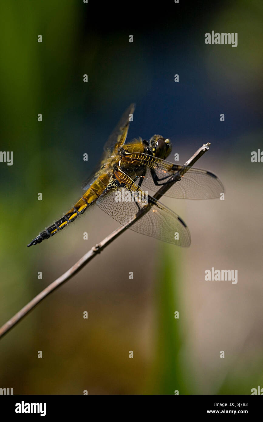 insects hunter summer summerly wing predator gun fly flies flys flying ...