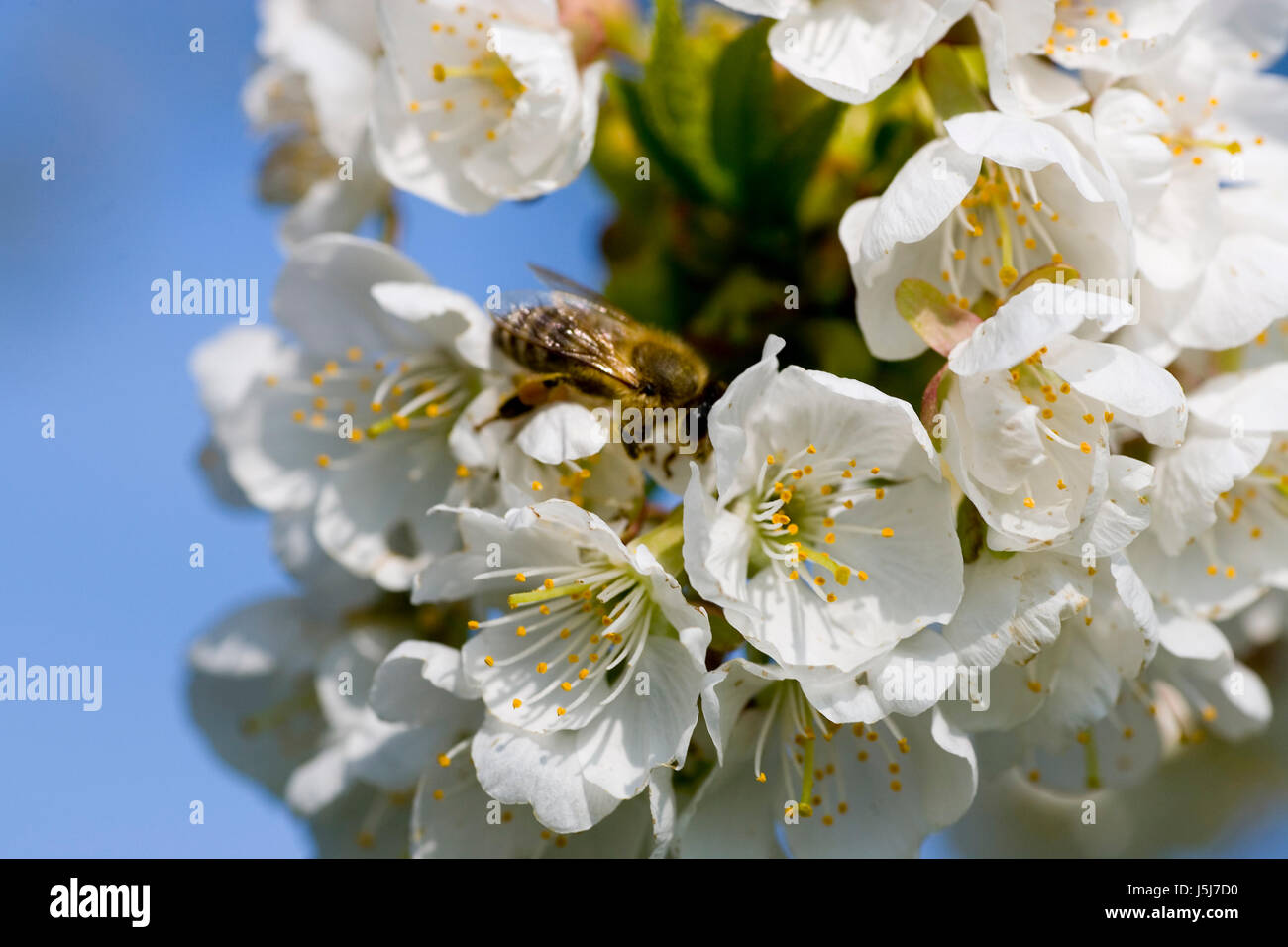 apple blossom with bee Stock Photo